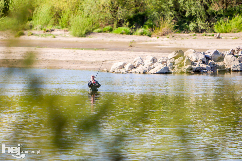 Niski poziom Wisły w powiecie mieleckim - kwiecień 2020