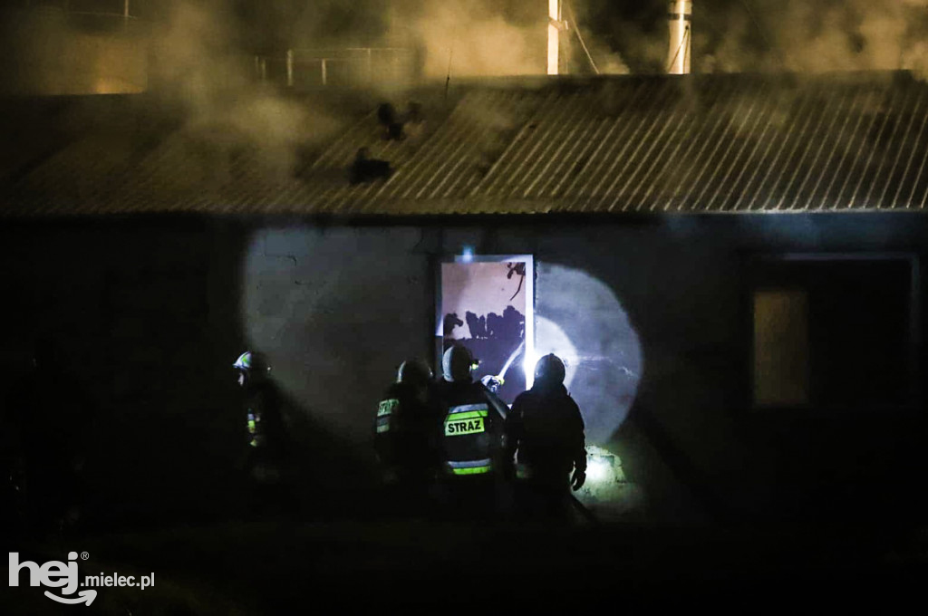 Potężny pożar w hodowli drobiu