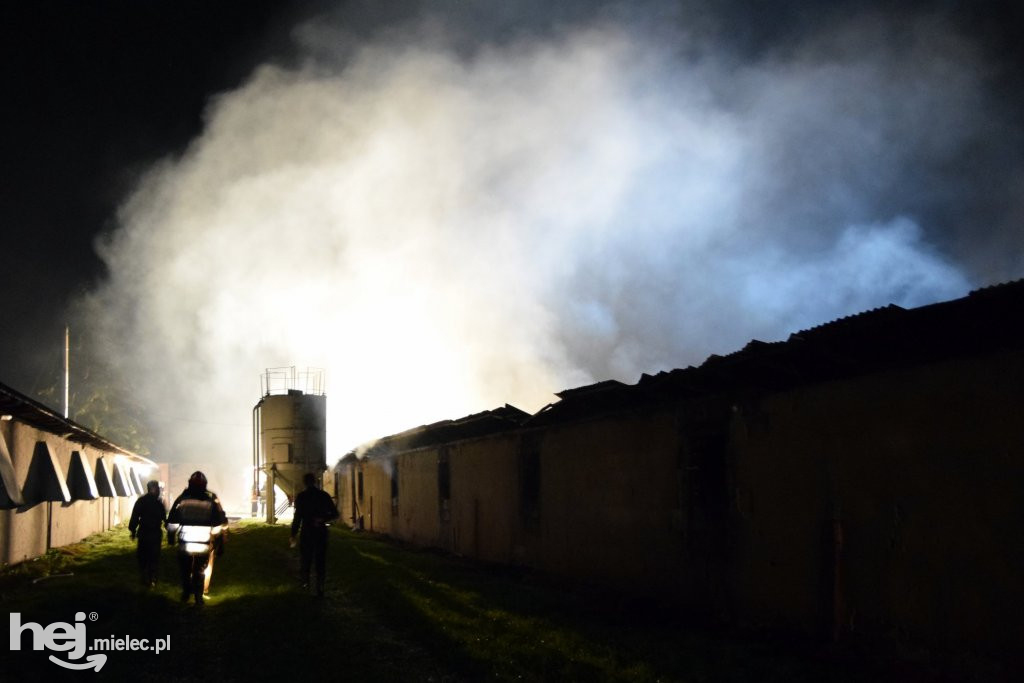 Potężny pożar w hodowli drobiu