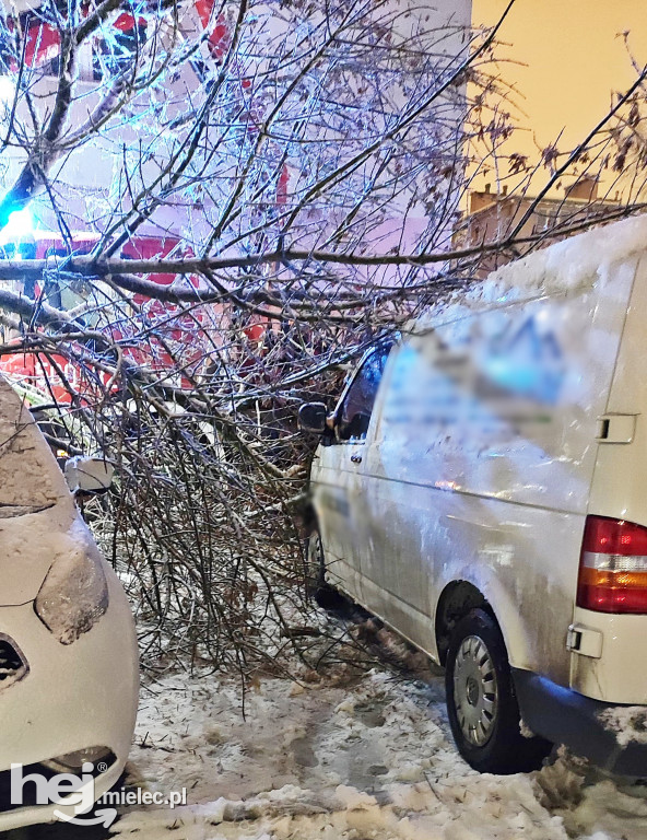 Drzewa łamią się pod ciężarem śniegu. W centrum spadło na auta