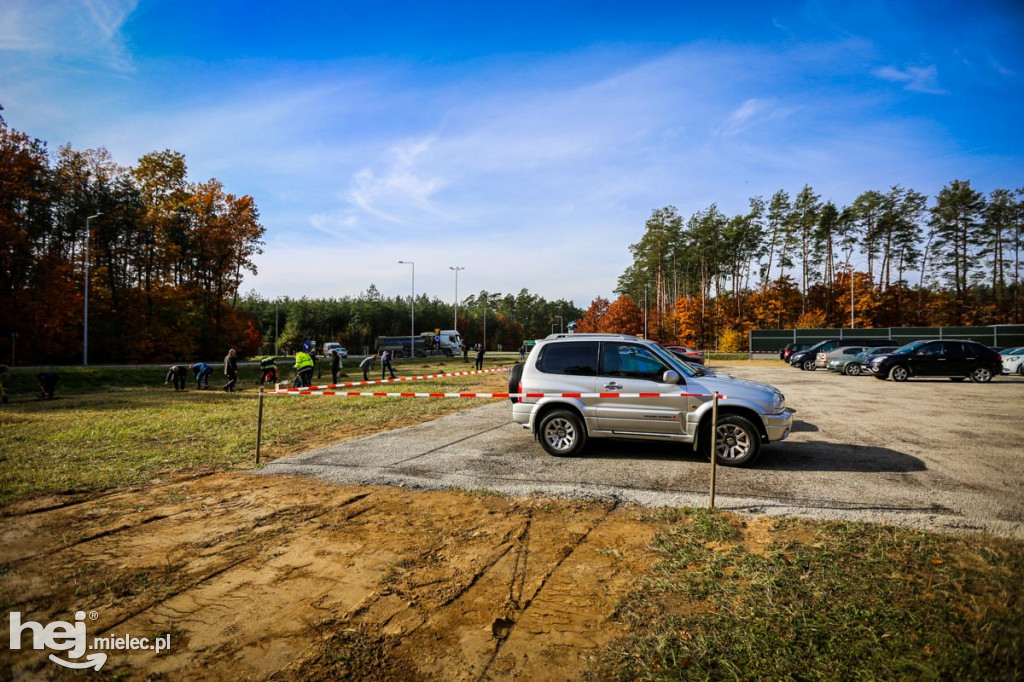 Sadzenie drzew na nowym parkingu Lesiówka