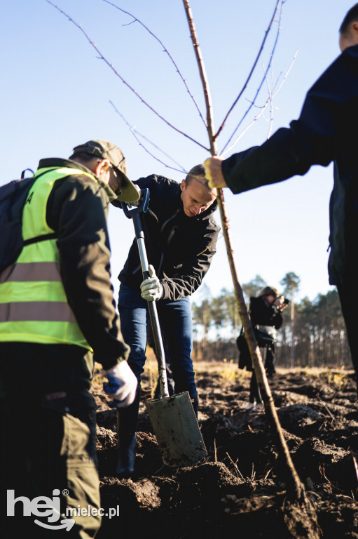 Firma KIRCHHOFF Polska posadziła las
