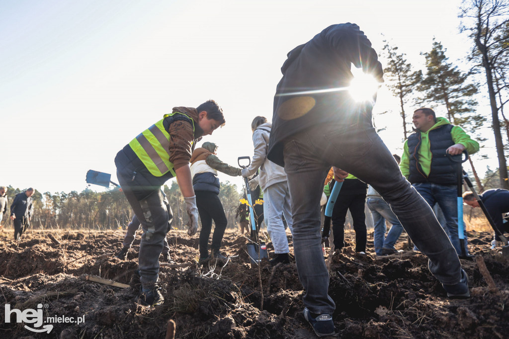 Firma KIRCHHOFF Polska posadziła las