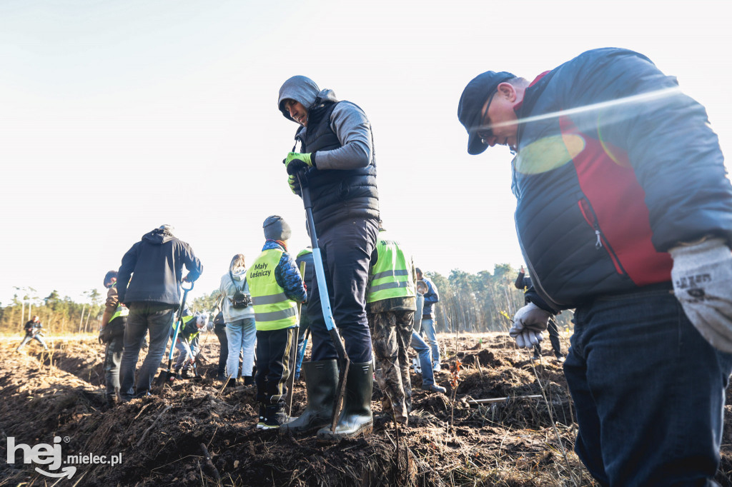Firma KIRCHHOFF Polska posadziła las
