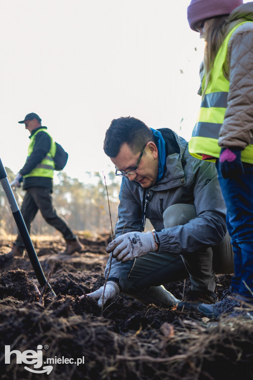 Firma KIRCHHOFF Polska posadziła las