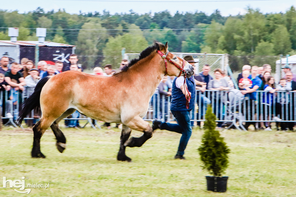 Parada Konna w Żarówce 2022