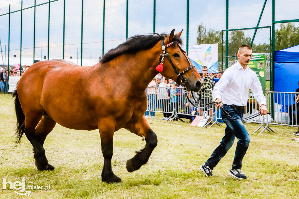 Parada Konna w Żarówce 2022