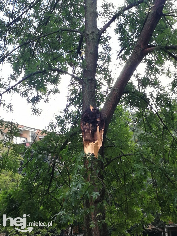 Złamane drzewo na os. Szafera