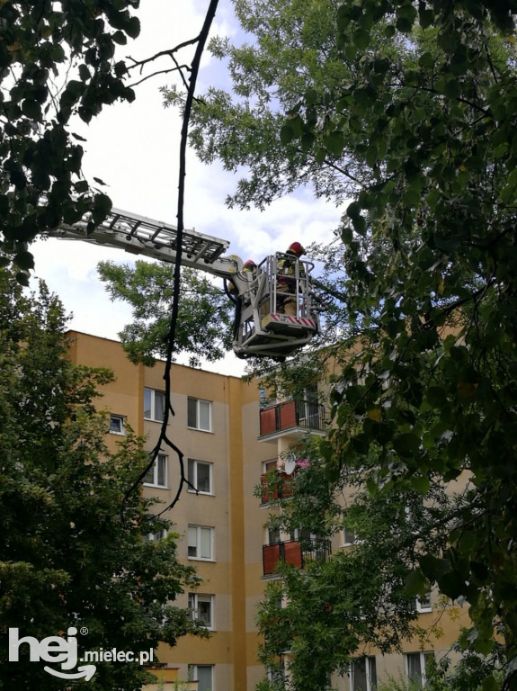Złamane drzewo na os. Szafera