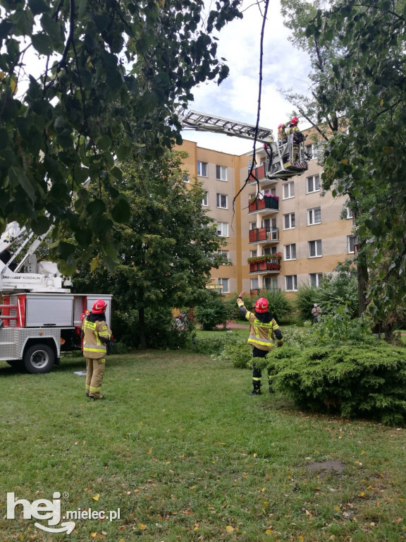 Złamane drzewo na os. Szafera