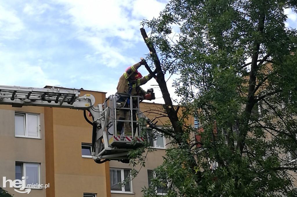 Złamane drzewo na os. Szafera