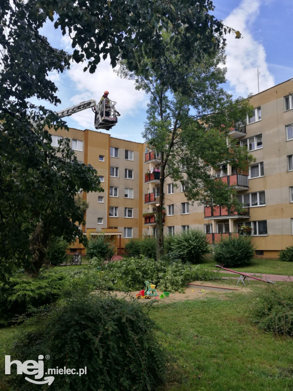 Złamane drzewo na os. Szafera