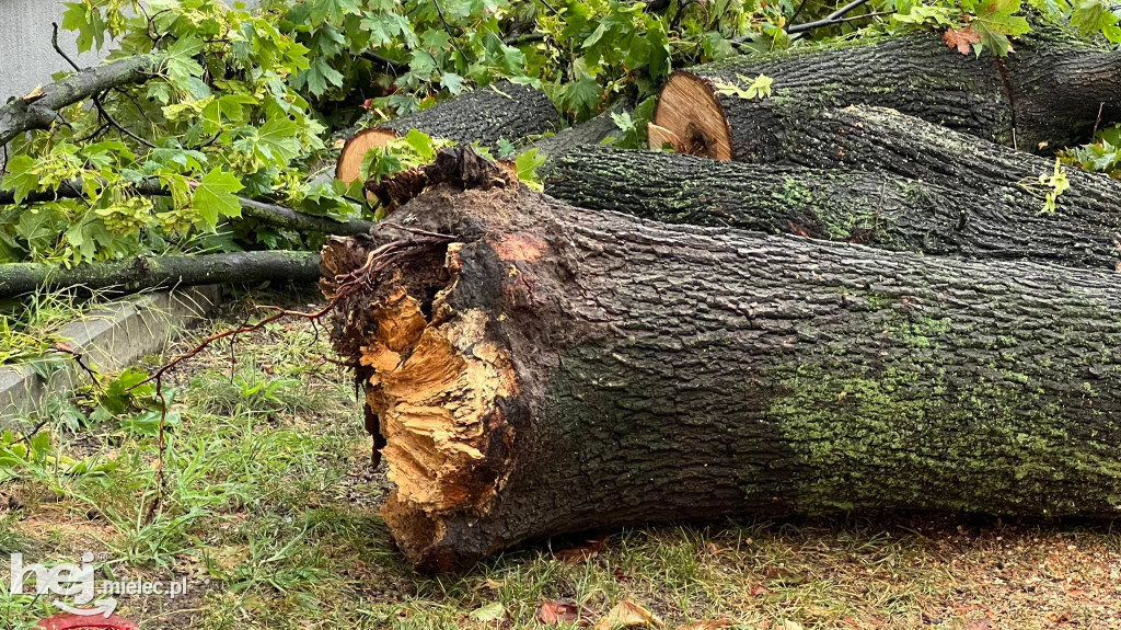 Powalone drzewa i podtopienia na terenie Mielca
