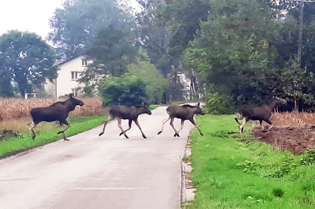 Stadko ŁOSI wędrowało przez gminę Wadowice