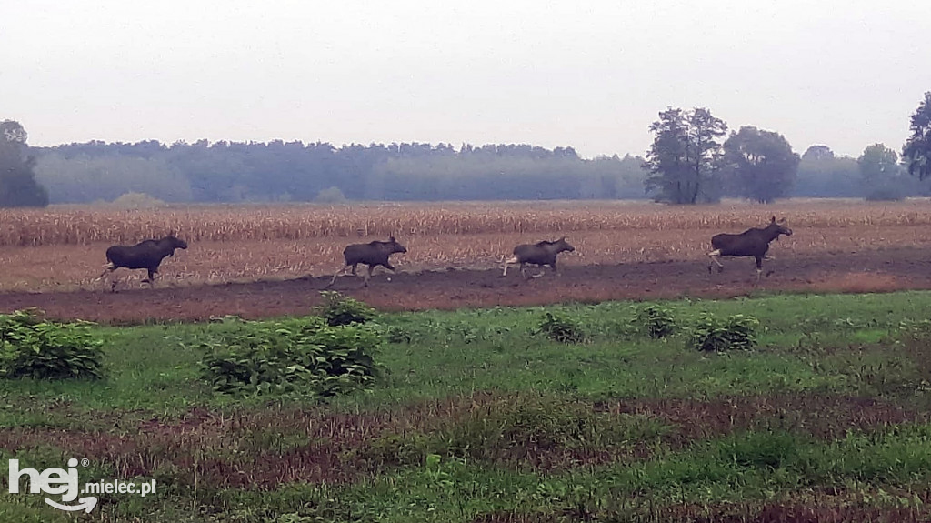 Stadko ŁOSI wędrowało przez gminę Wadowice