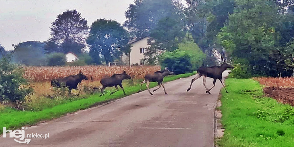 Stadko ŁOSI wędrowało przez gminę Wadowice