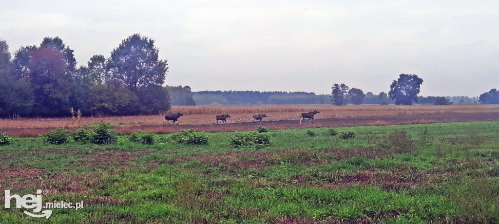Stadko ŁOSI wędrowało przez gminę Wadowice