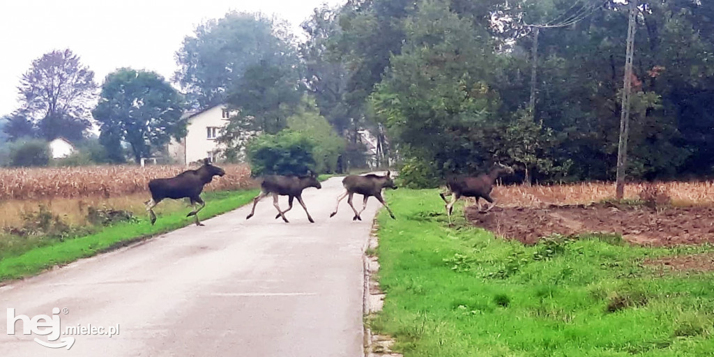 Stadko ŁOSI wędrowało przez gminę Wadowice