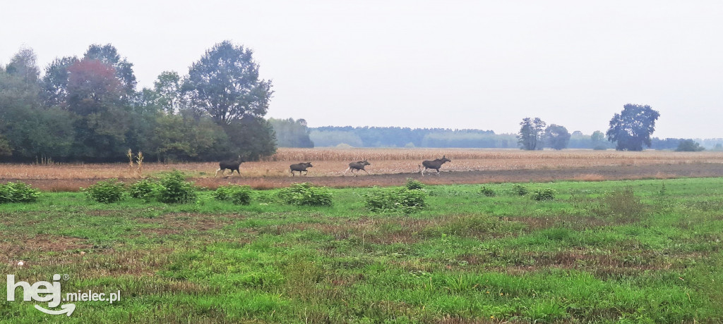 Stadko ŁOSI wędrowało przez gminę Wadowice