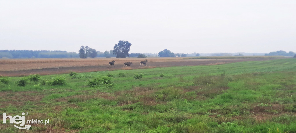 Stadko ŁOSI wędrowało przez gminę Wadowice