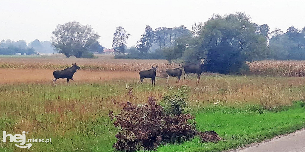 Stadko ŁOSI wędrowało przez gminę Wadowice
