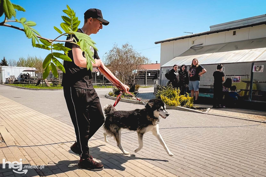 Dzień otwarty w mieleckim schronisku