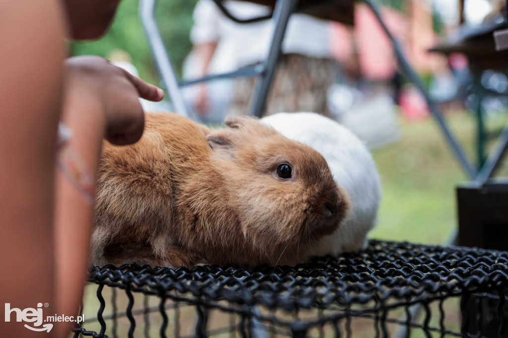 Piknik „Skarby natury leśnej”