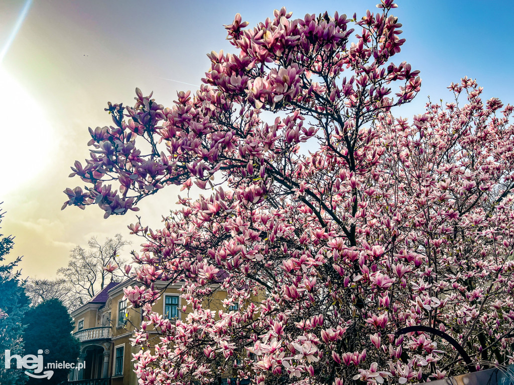 Piękna willa i okazałe magnolie