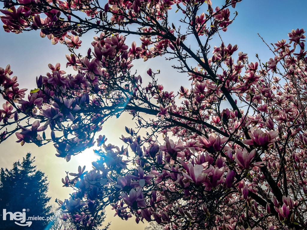 Piękna willa i okazałe magnolie