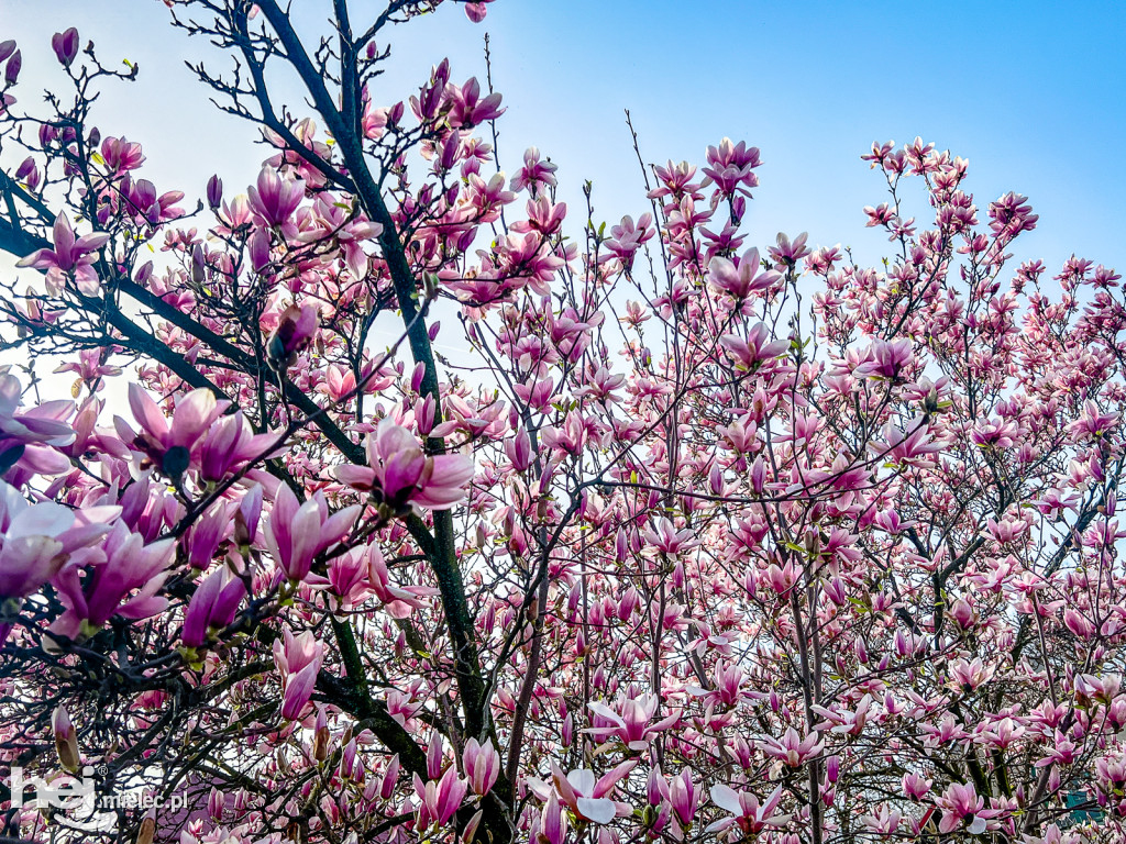 Piękna willa i okazałe magnolie