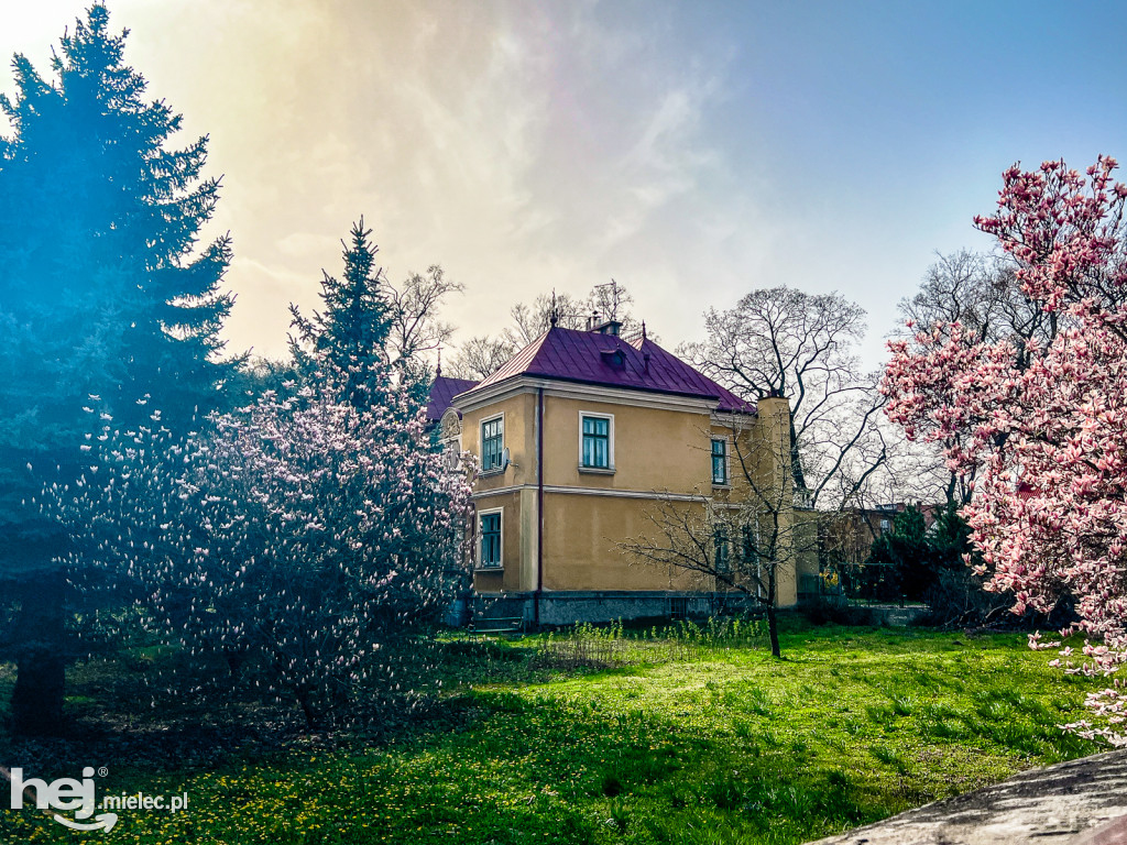 Piękna willa i okazałe magnolie