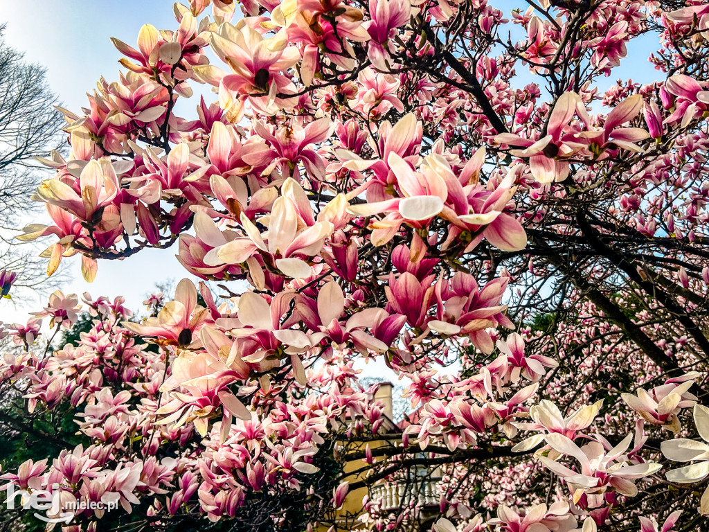 Piękna willa i okazałe magnolie