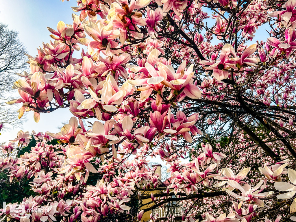 Piękna willa i okazałe magnolie