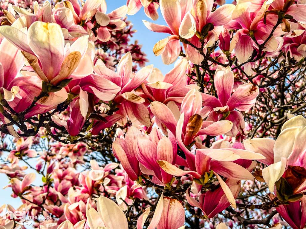 Piękna willa i okazałe magnolie