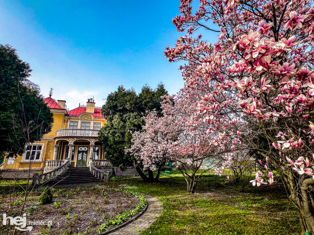 Piękna willa i okazałe magnolie