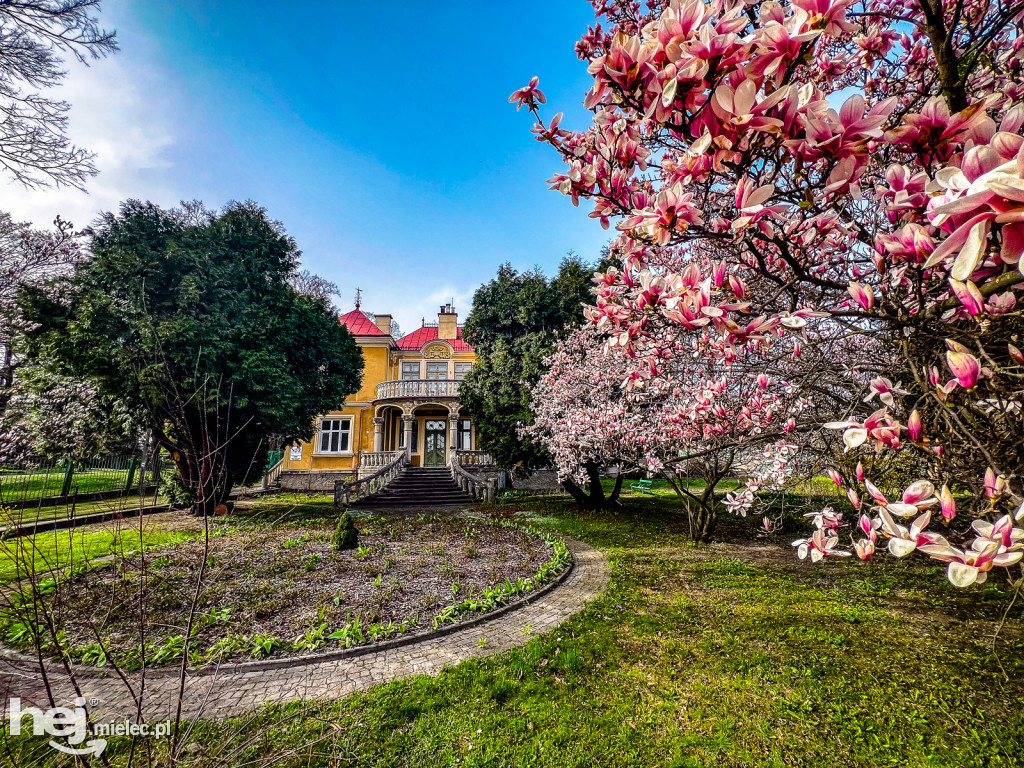 Piękna willa i okazałe magnolie