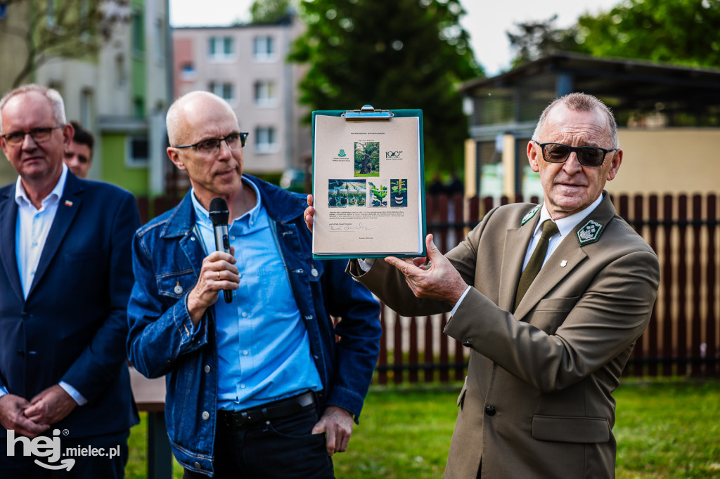 Genetyczna kopia 800-letniego dębu i kapsuła czasu. Na stulecie Lasów Państwowych