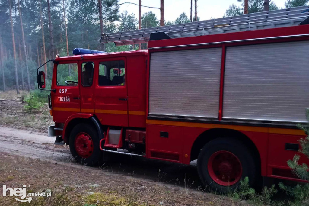 Pożar lasów w Szydłowcu
