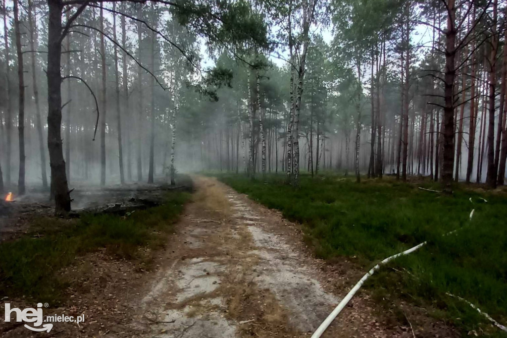 Pożar lasów w Szydłowcu