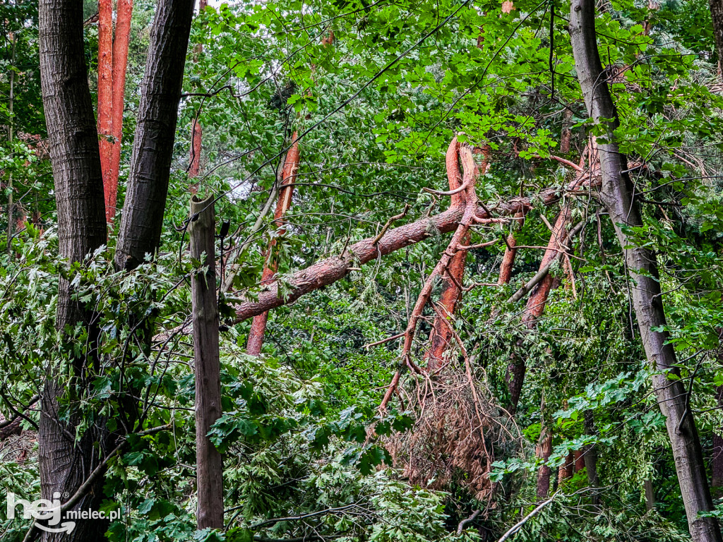 Park Leśny w Mielcu po zjawisku downburst