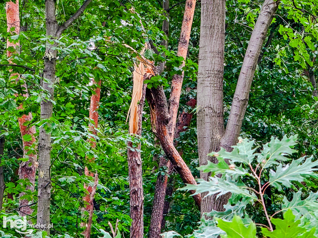 Park Leśny w Mielcu po zjawisku downburst