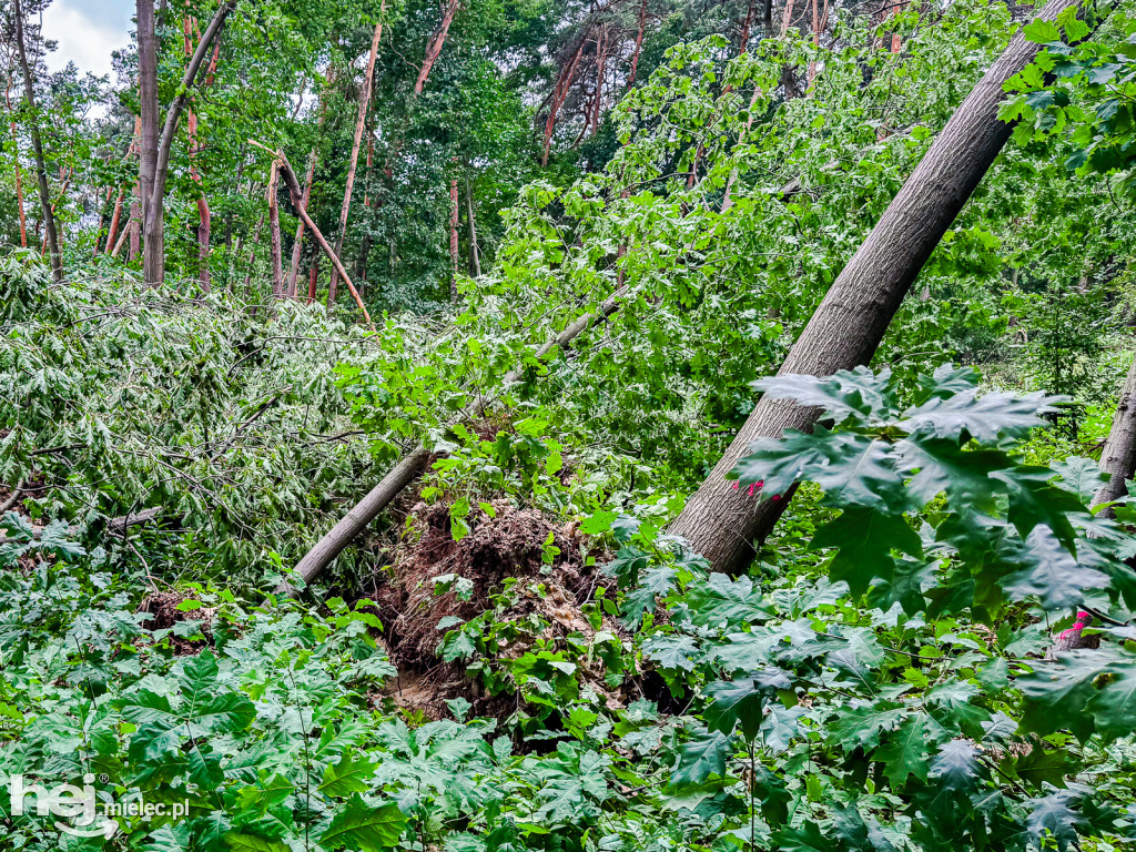 Park Leśny w Mielcu po zjawisku downburst