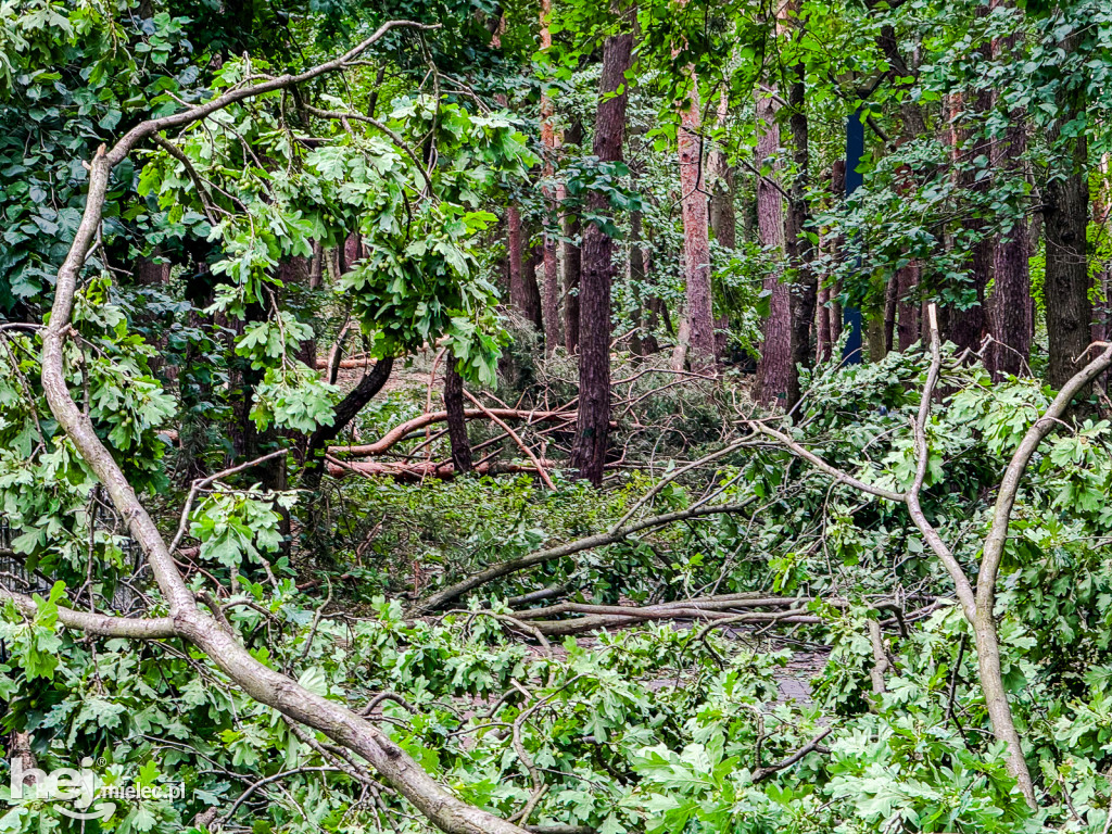 Park Leśny w Mielcu po zjawisku downburst