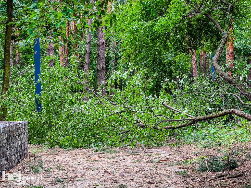 Park Leśny w Mielcu po zjawisku downburst