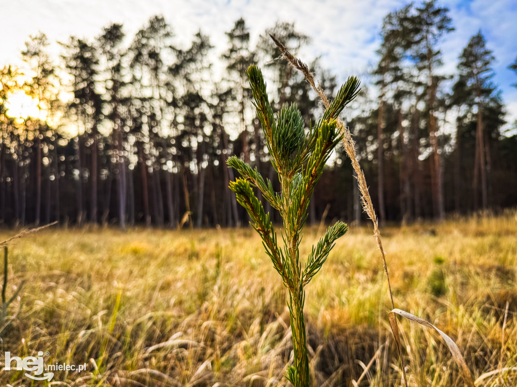 W Mikołajki poszliśmy do Świętego Mikołaja z Puszczy pod Mielcem