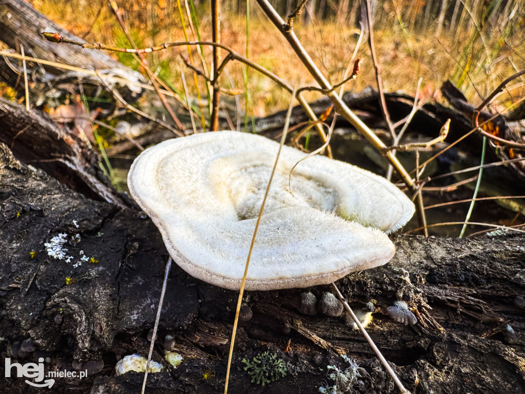 W Mikołajki poszliśmy do Świętego Mikołaja z Puszczy pod Mielcem