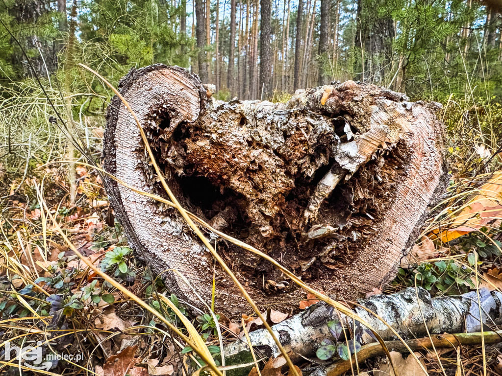 W Mikołajki poszliśmy do Świętego Mikołaja z Puszczy pod Mielcem