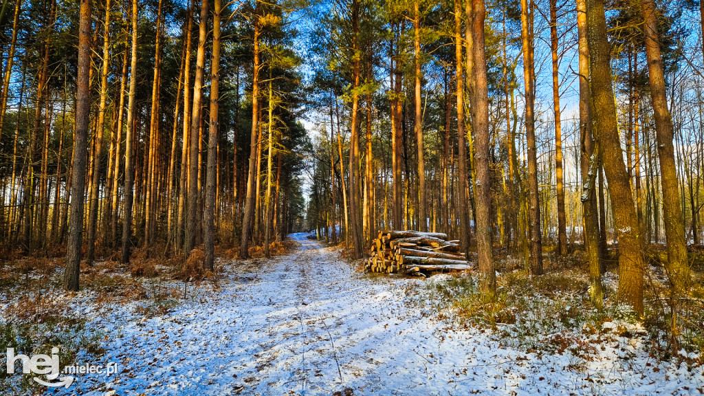 CYRANECZKA - nowa ścieżka dydaktyczno-promocyjna