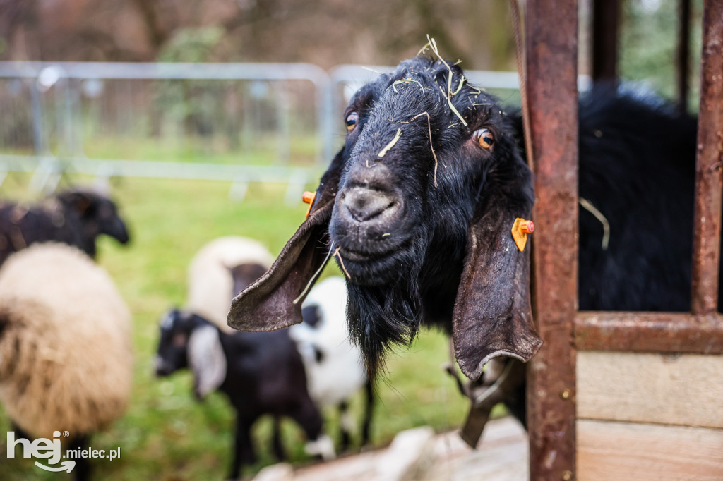Mikołajkowy Rodzinny Weekend w Zamku Przecław