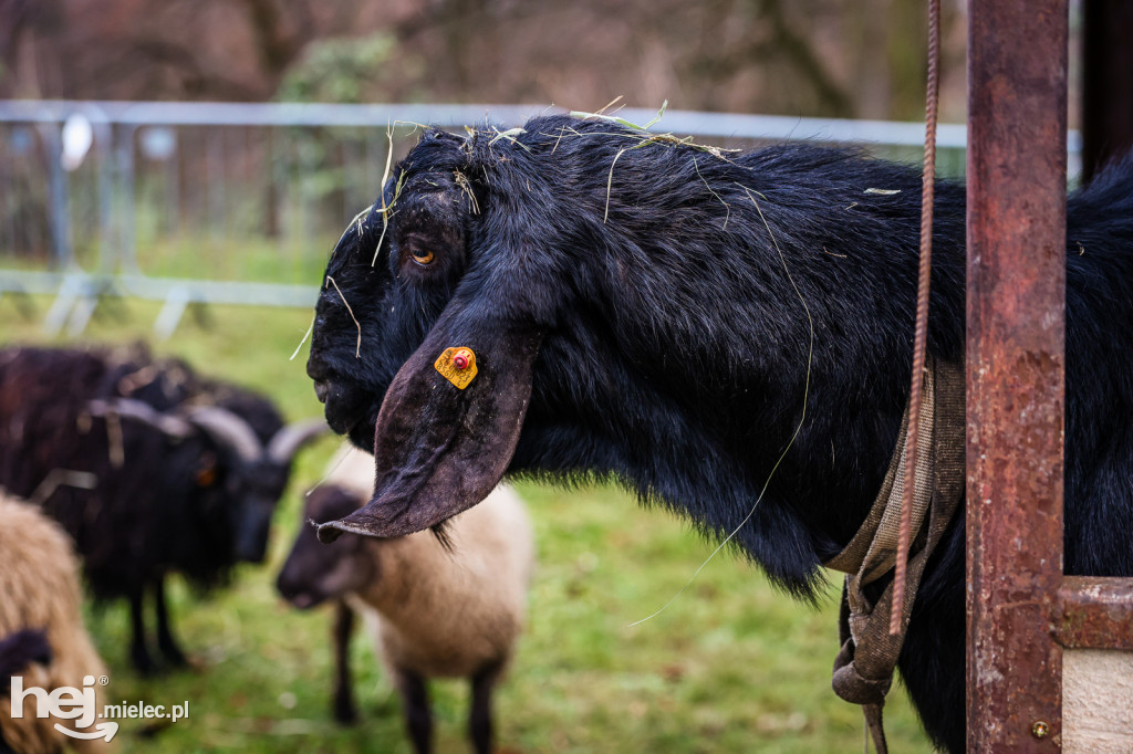 Mikołajkowy Rodzinny Weekend w Zamku Przecław